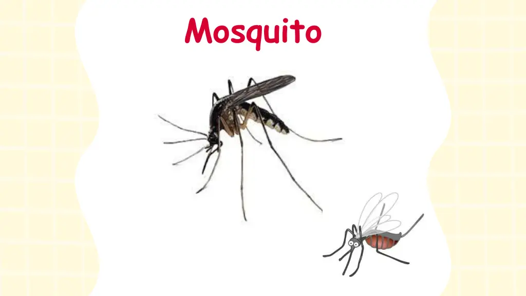 mosquito