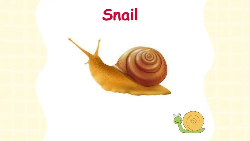 snail
