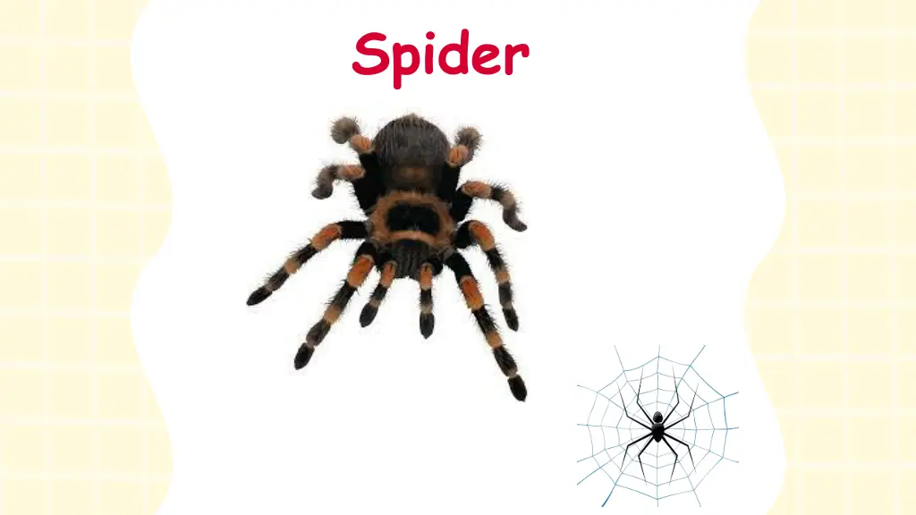 spider