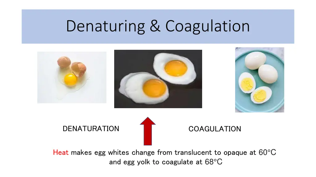 denaturing coagulation 1