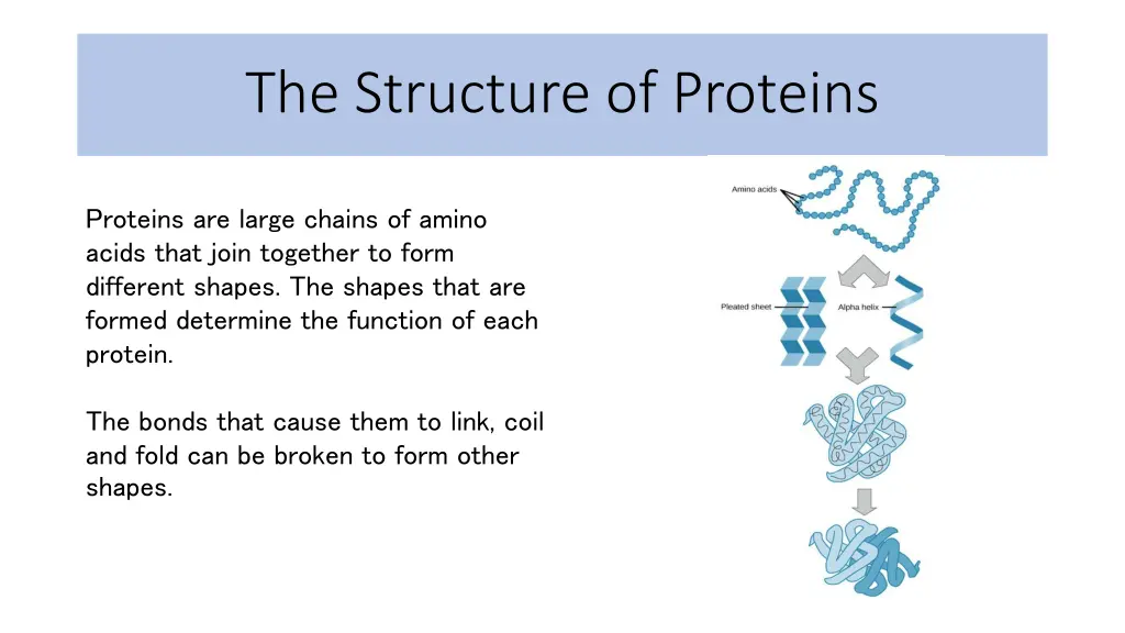 the structure of proteins
