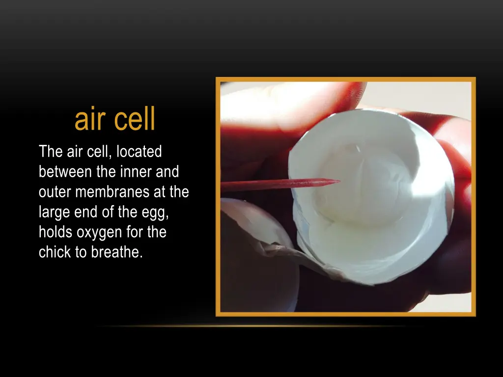 air cell the air cell located between the inner