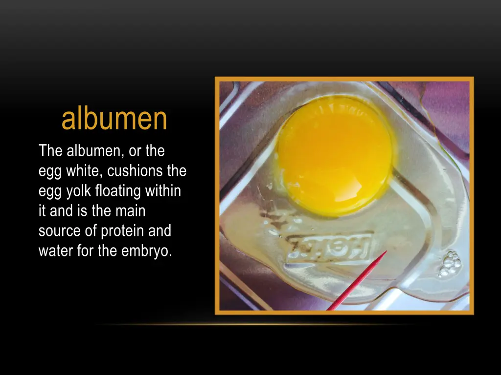 albumen the albumen or the egg white cushions