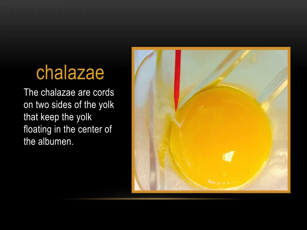 chalazae the chalazae are cords on two sides