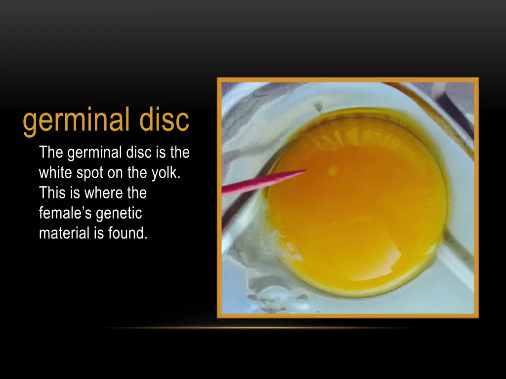 germinal disc the germinal disc is the white spot