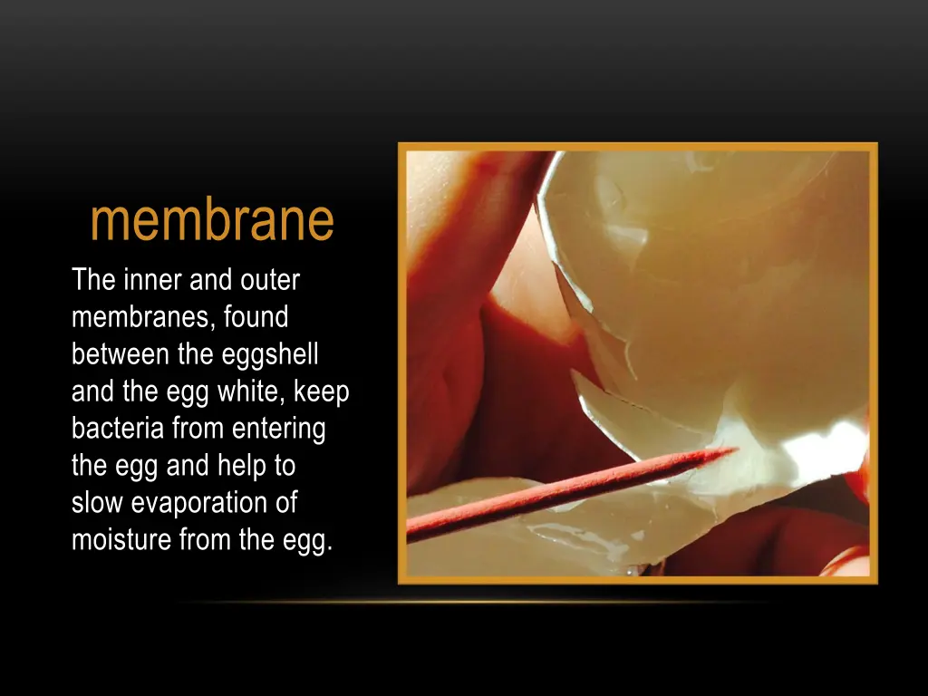 membrane the inner and outer membranes found