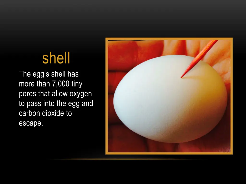 shell