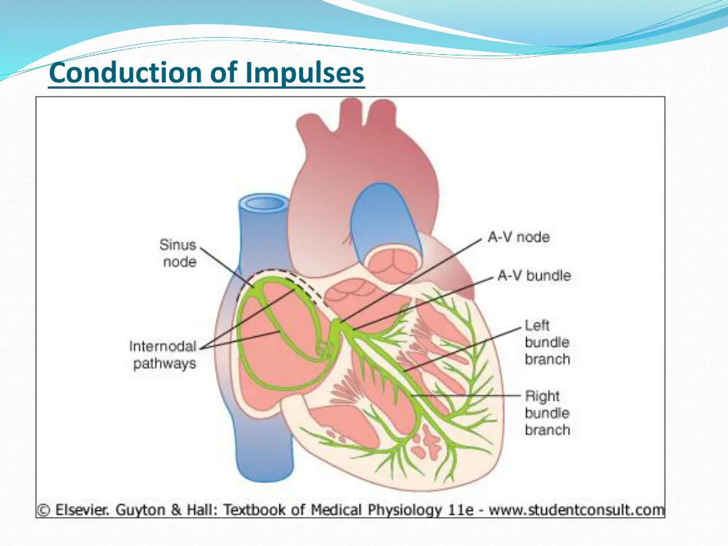 conduction of impulses 3