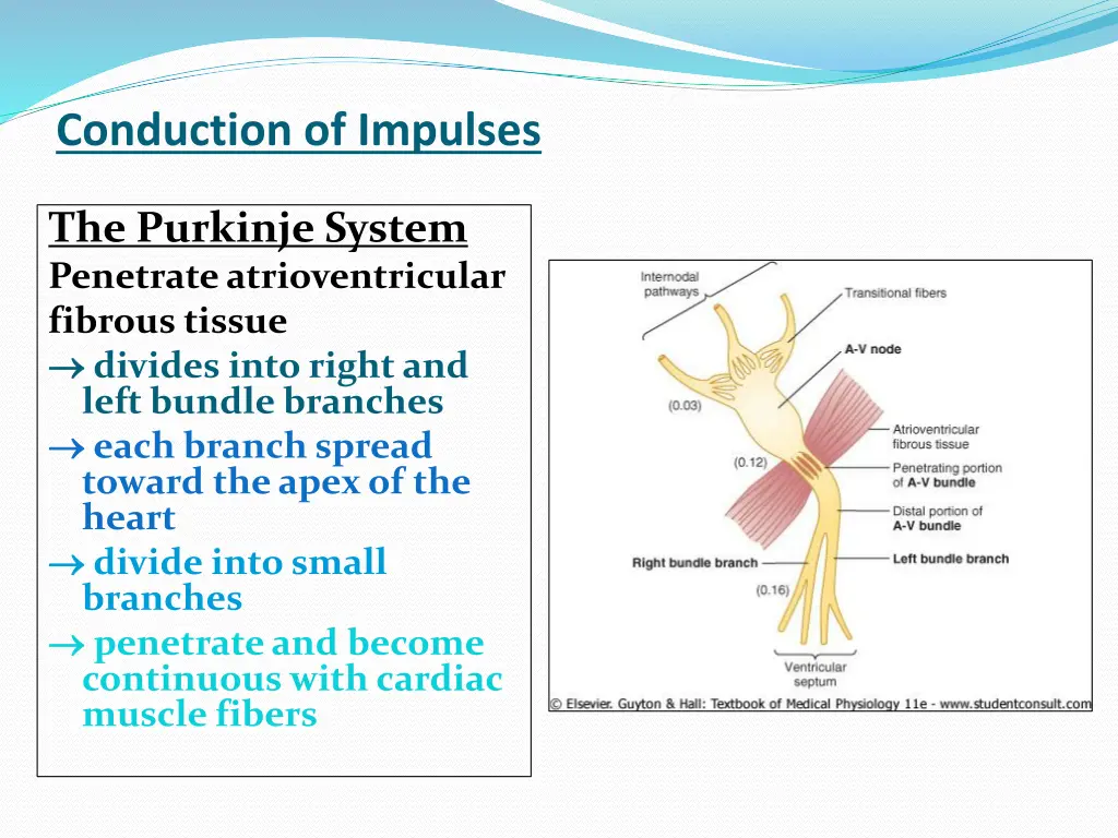 conduction of impulses 5