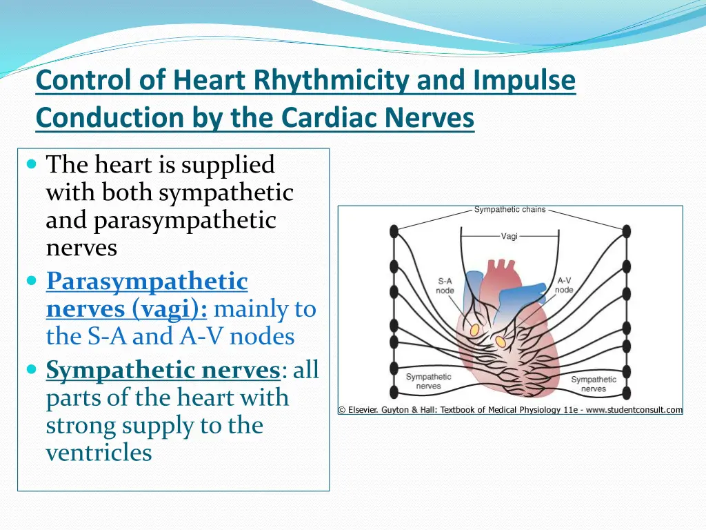 control of heart rhythmicity and impulse