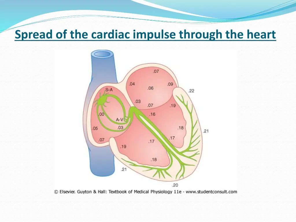 spread of the cardiac impulse through the heart