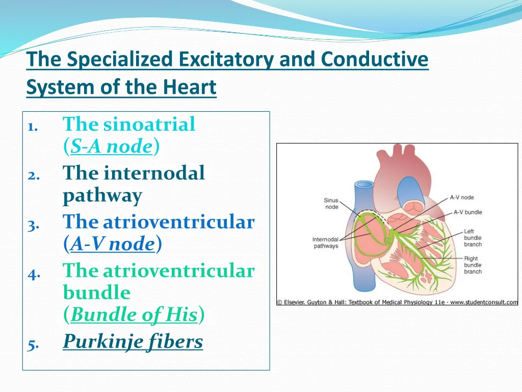 the specialized excitatory and conductive system