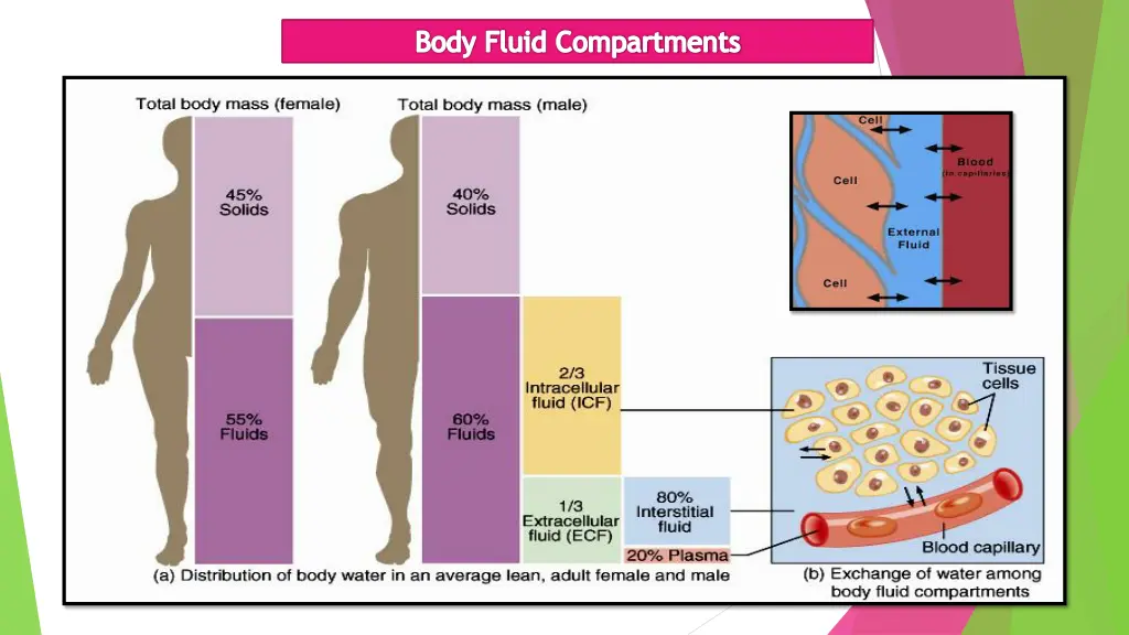 body fluid compartments 1