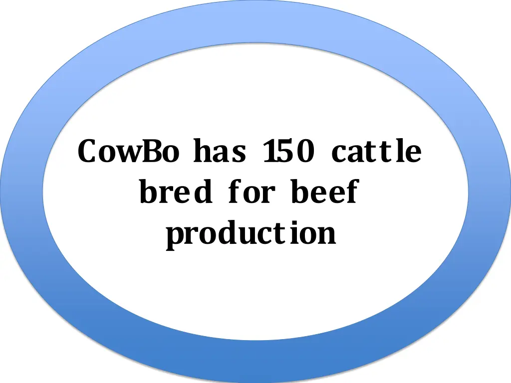cowbo has 150 cattle bred for beef production