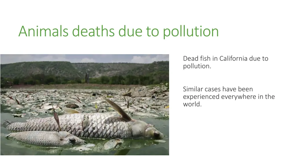 animals deaths due to pollution