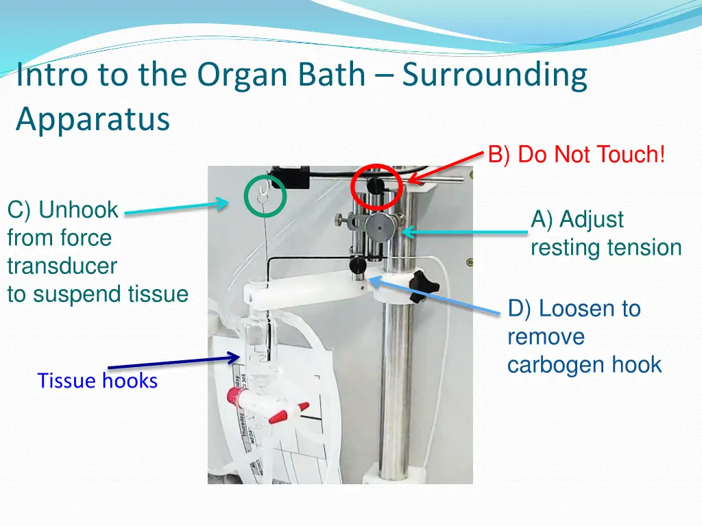 intro to the organ bath surrounding apparatus