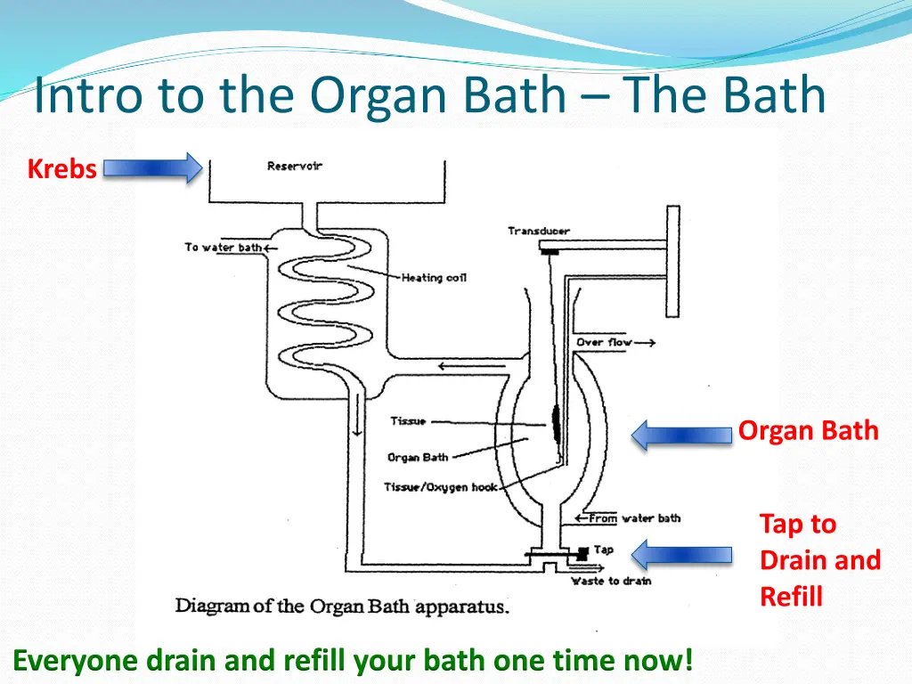 intro to the organ bath the bath