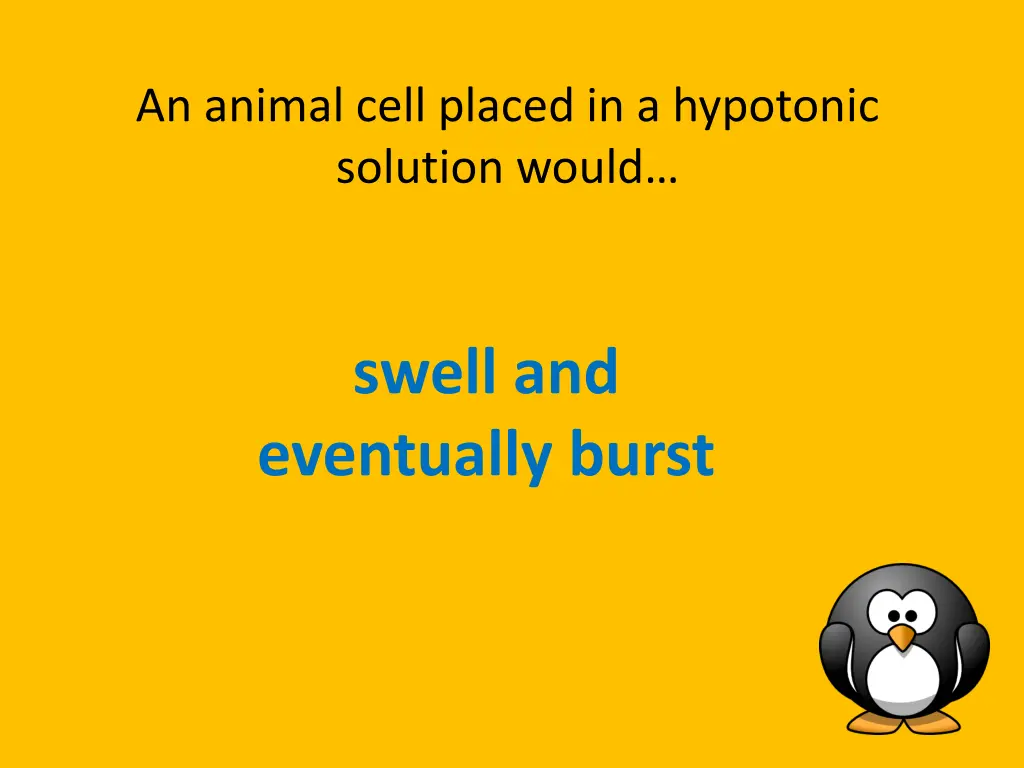 an animal cell placed in a hypotonic solution
