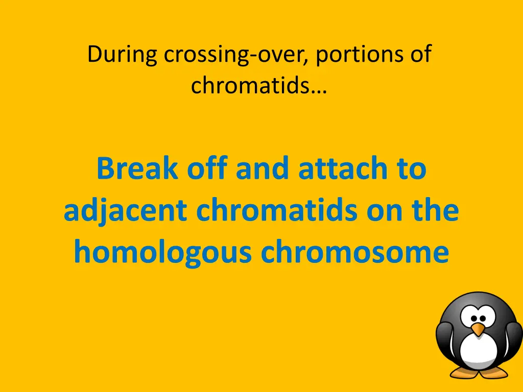 during crossing over portions of chromatids