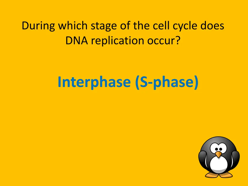 during which stage of the cell cycle does