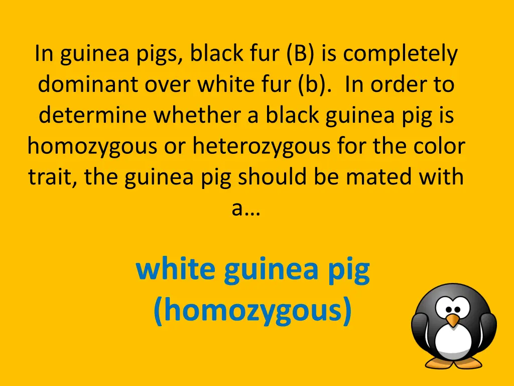 in guinea pigs black fur b is completely dominant