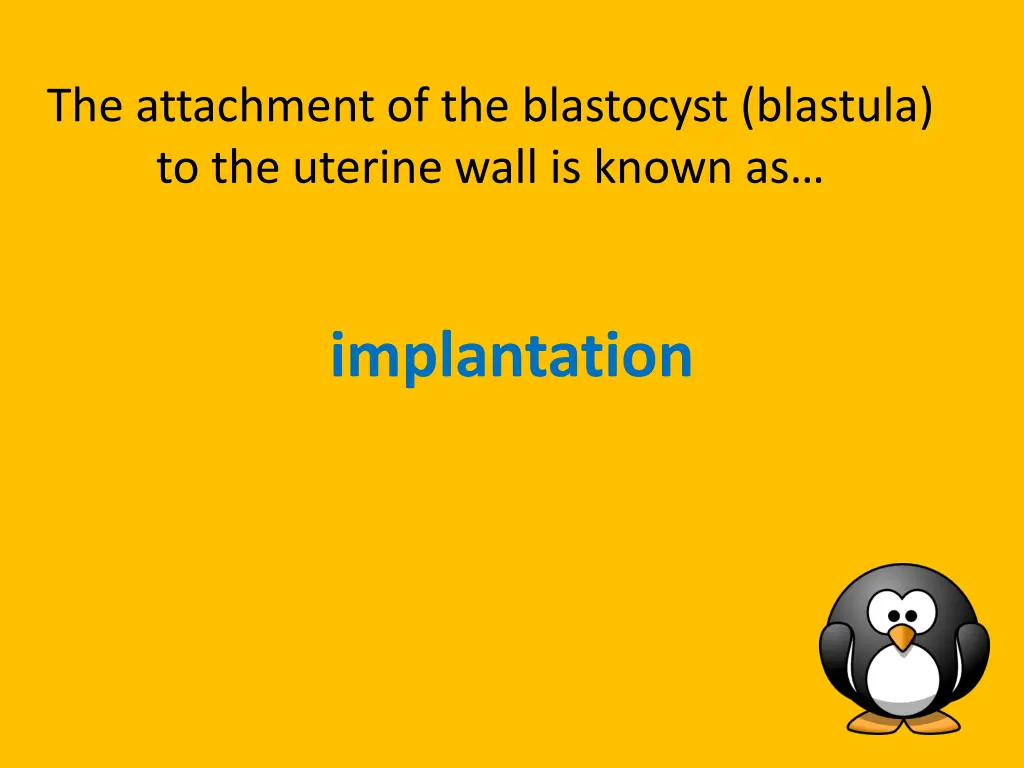 the attachment of the blastocyst blastula