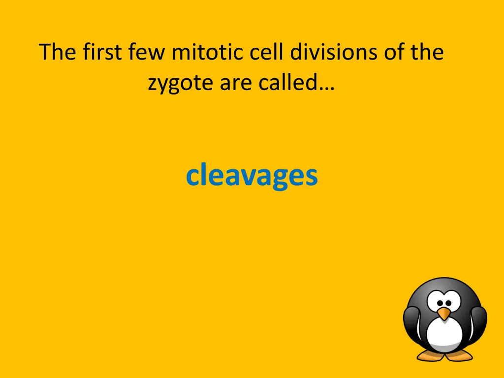 the first few mitotic cell divisions