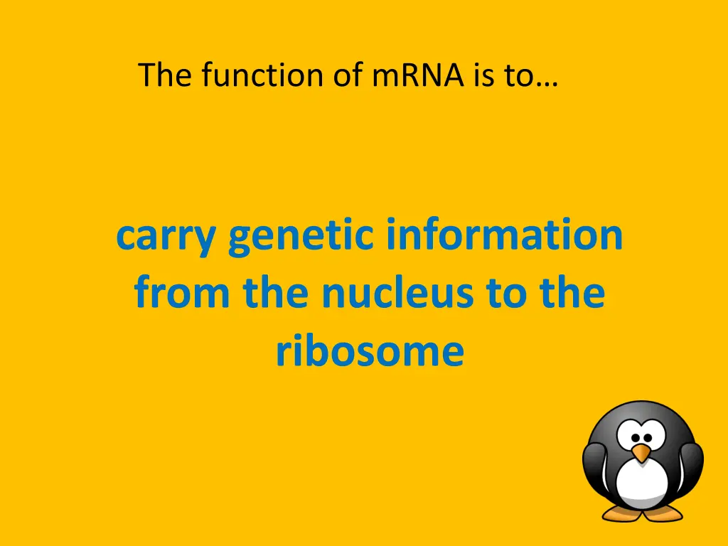 the function of mrna is to
