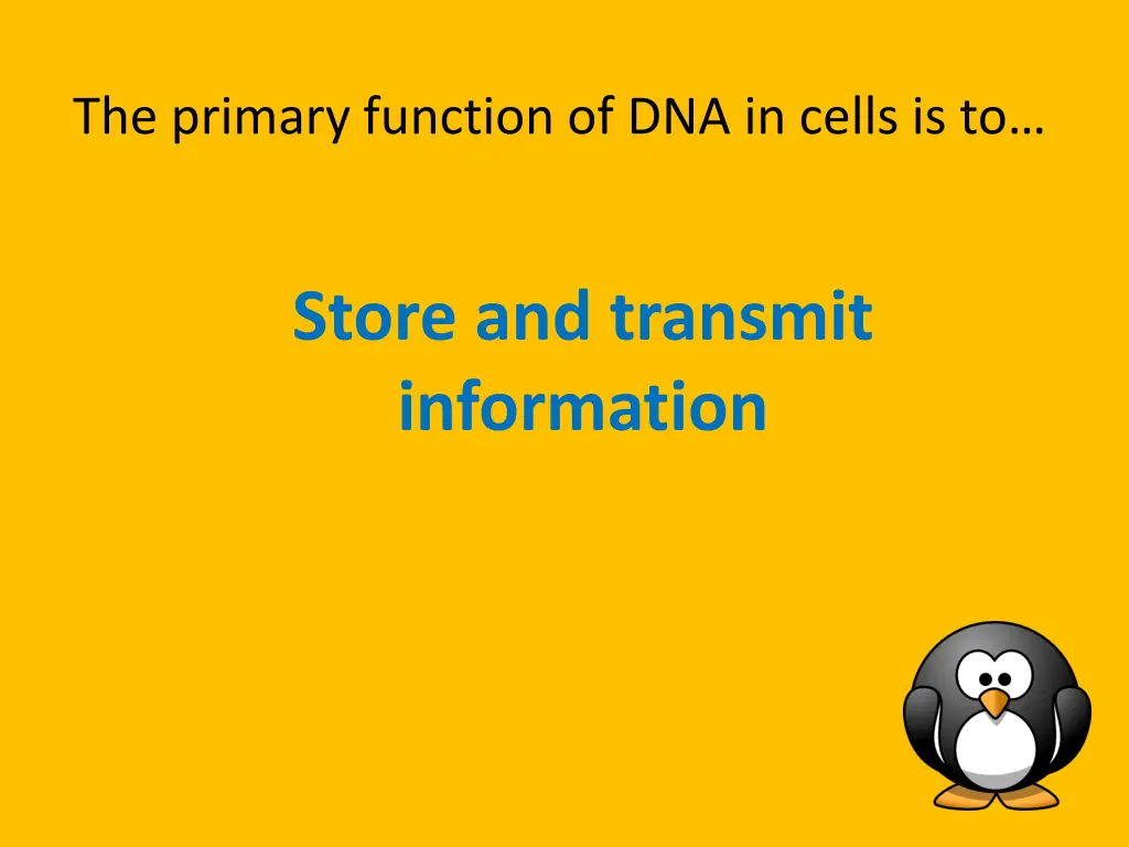 the primary function of dna in cells is to