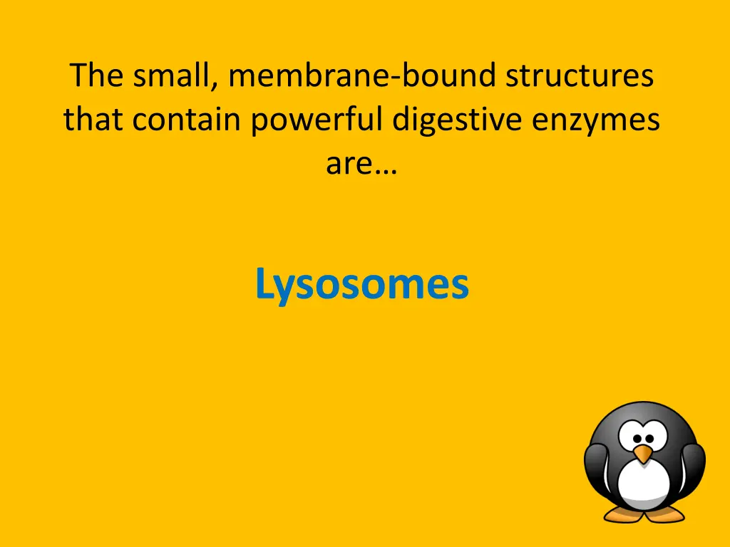 the small membrane bound structures that contain