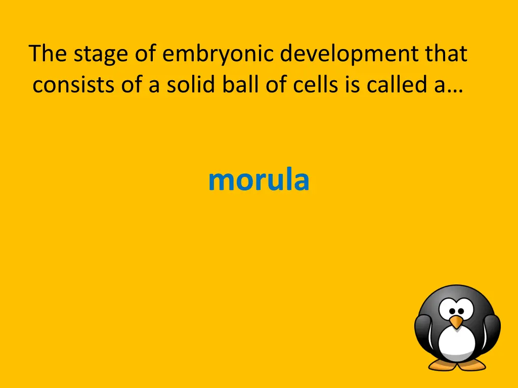 the stage of embryonic development that consists