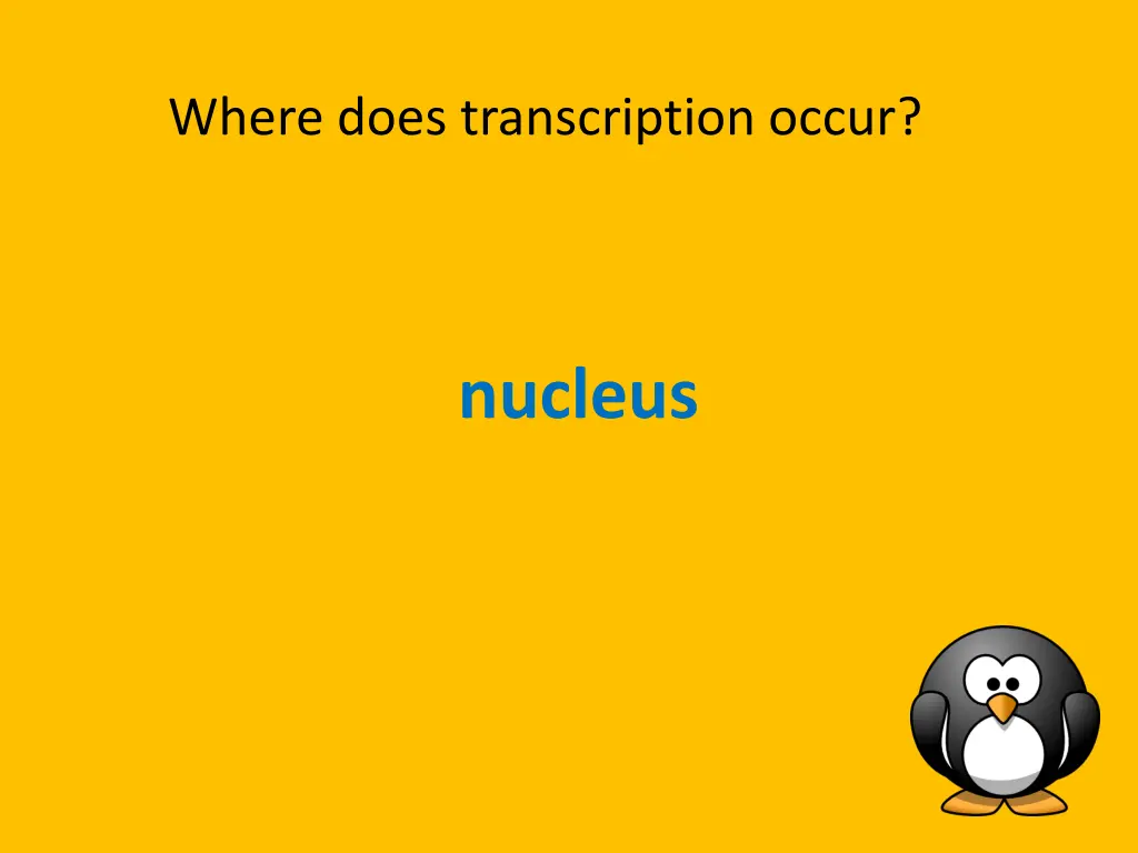 where does transcription occur