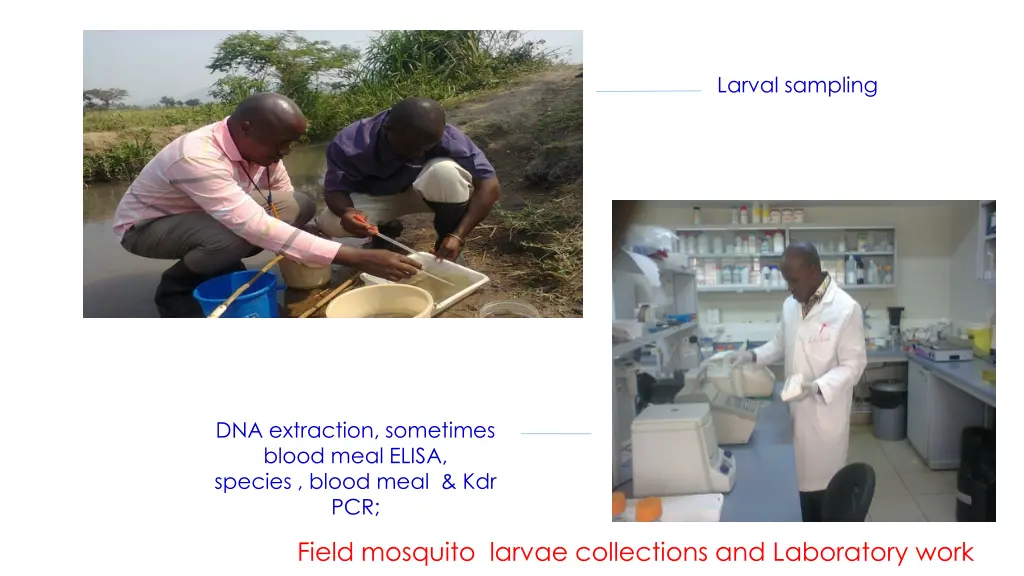 larval sampling
