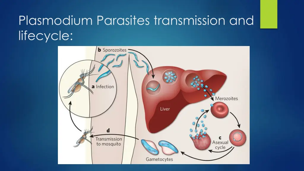 plasmodium parasites transmission and lifecycle