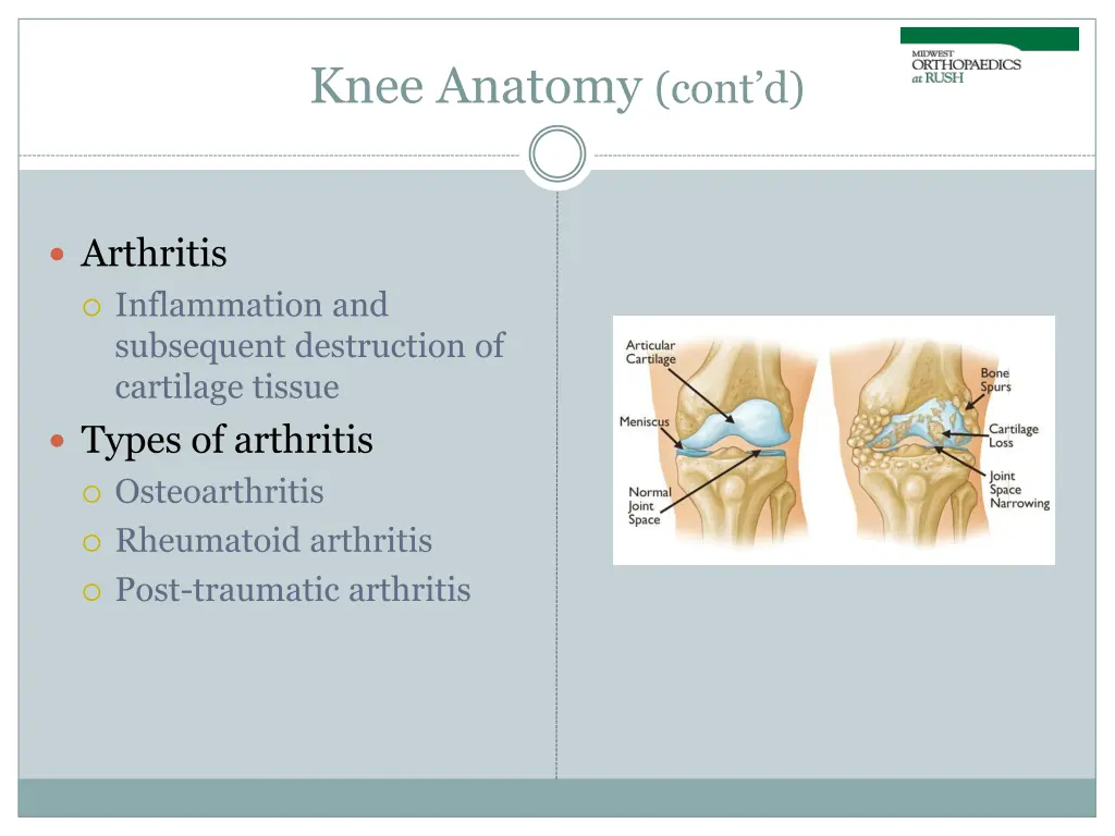 knee anatomy cont d