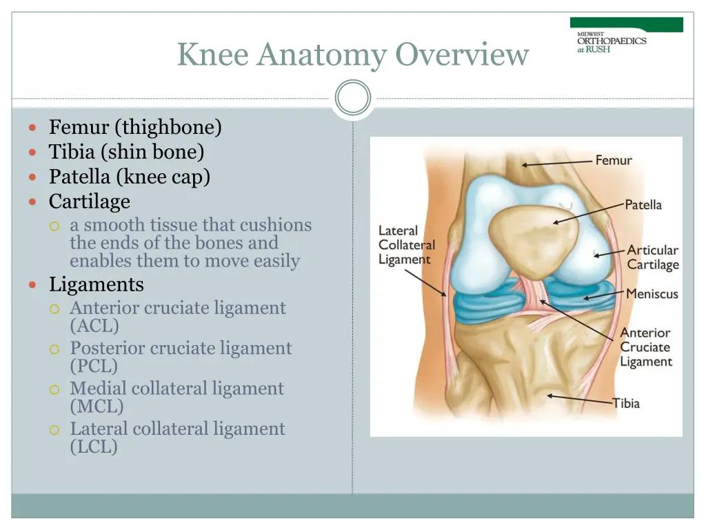 knee anatomy overview