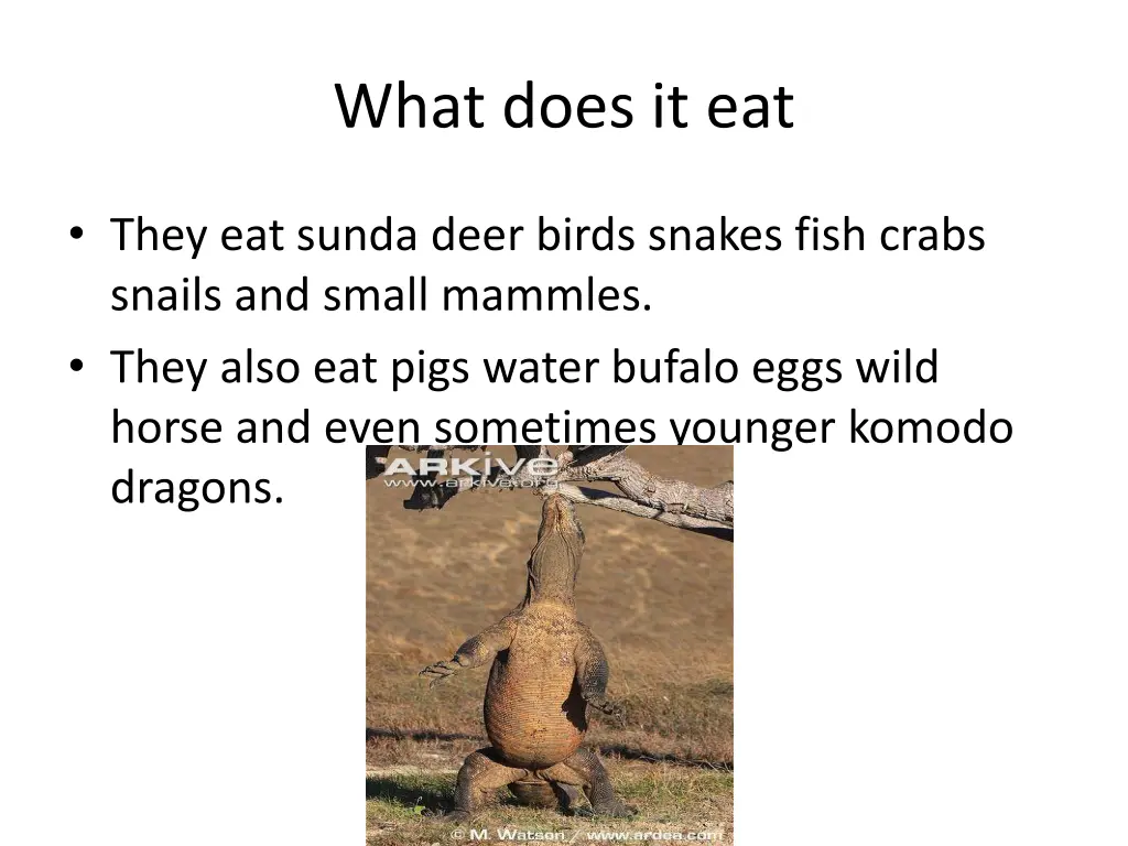 what does it eat