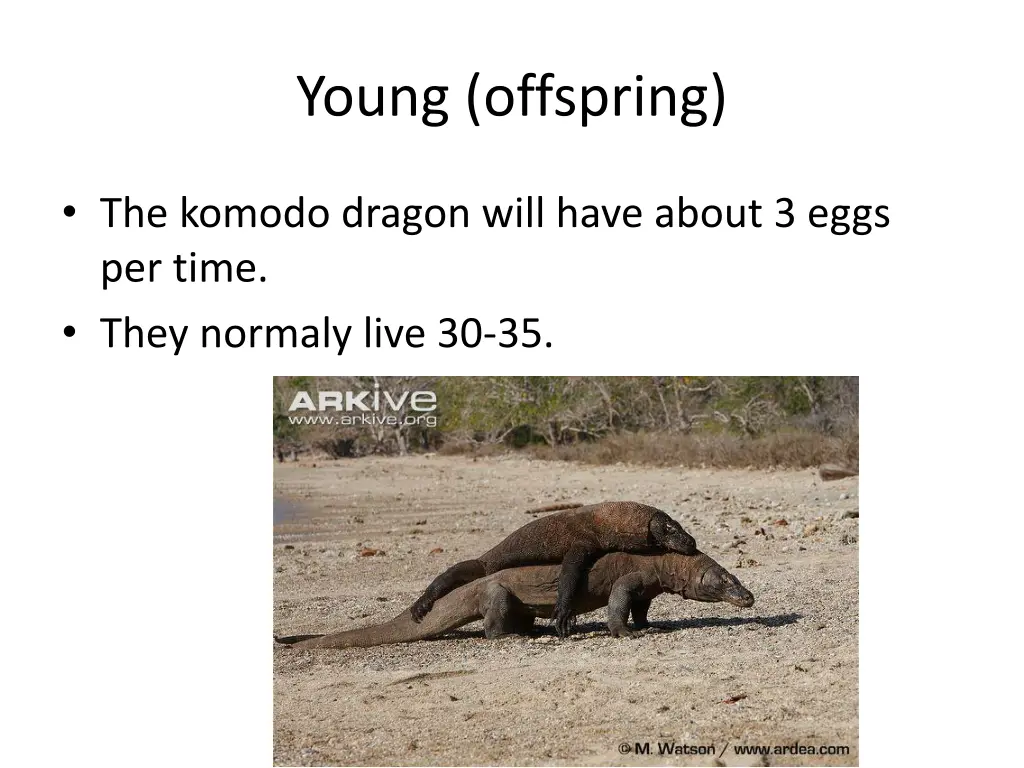young offspring
