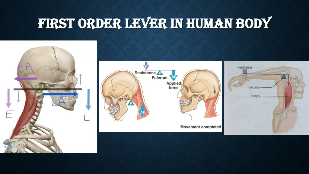 first order lever in human body first order lever