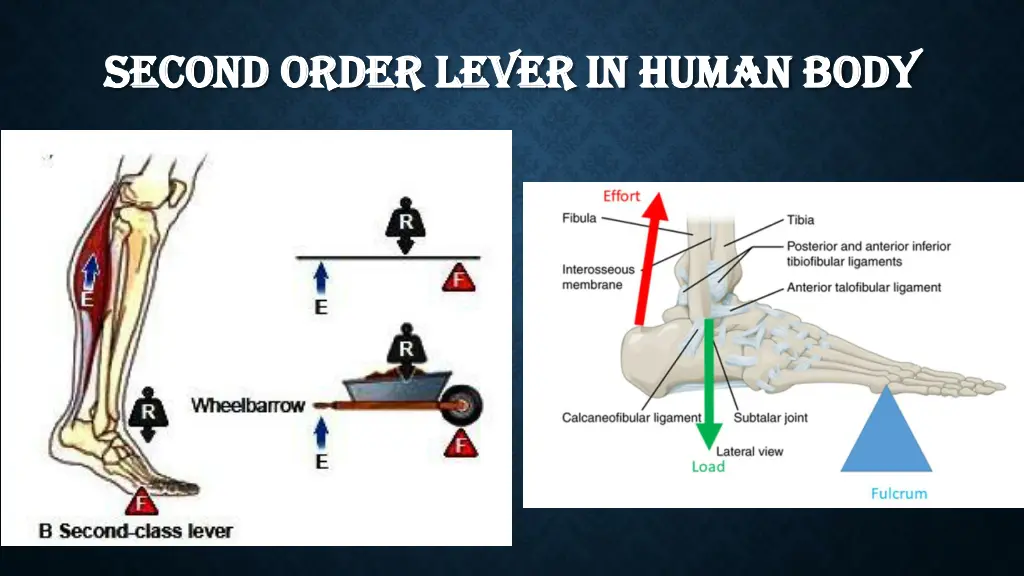 second order lever in human body second order