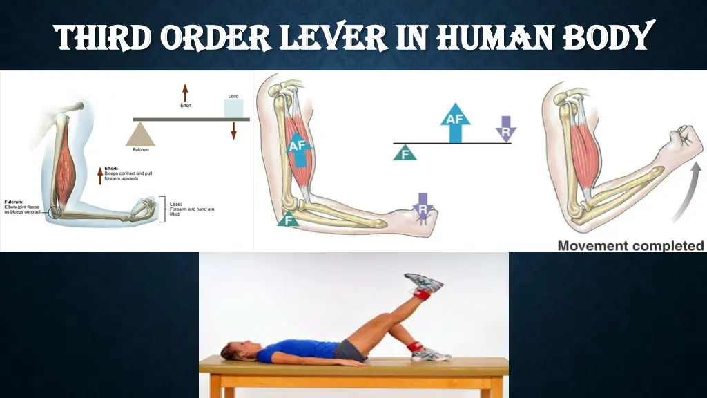 third order lever in human body third order lever