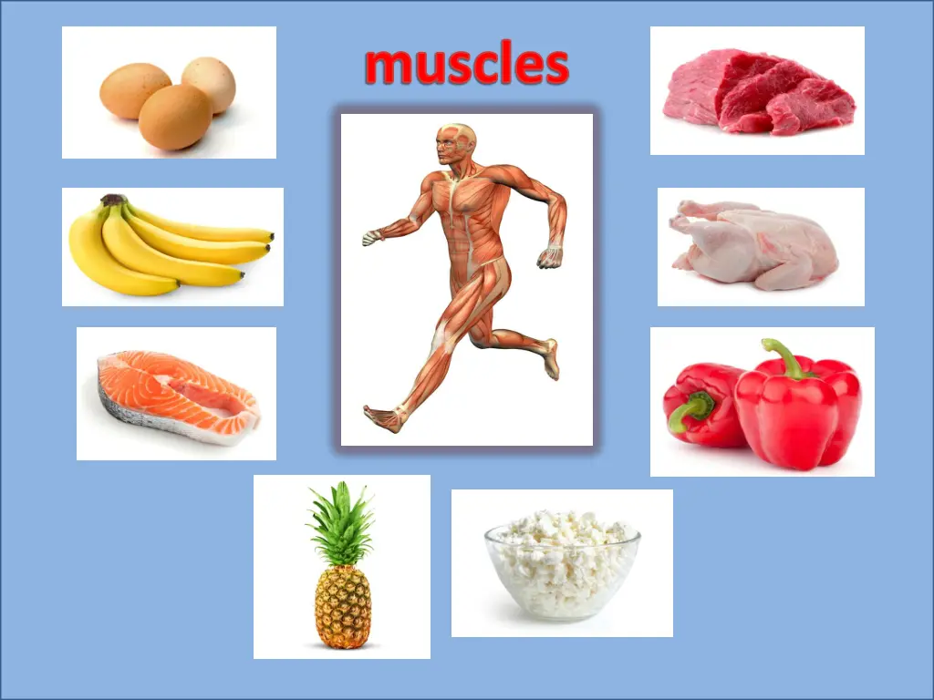 muscles