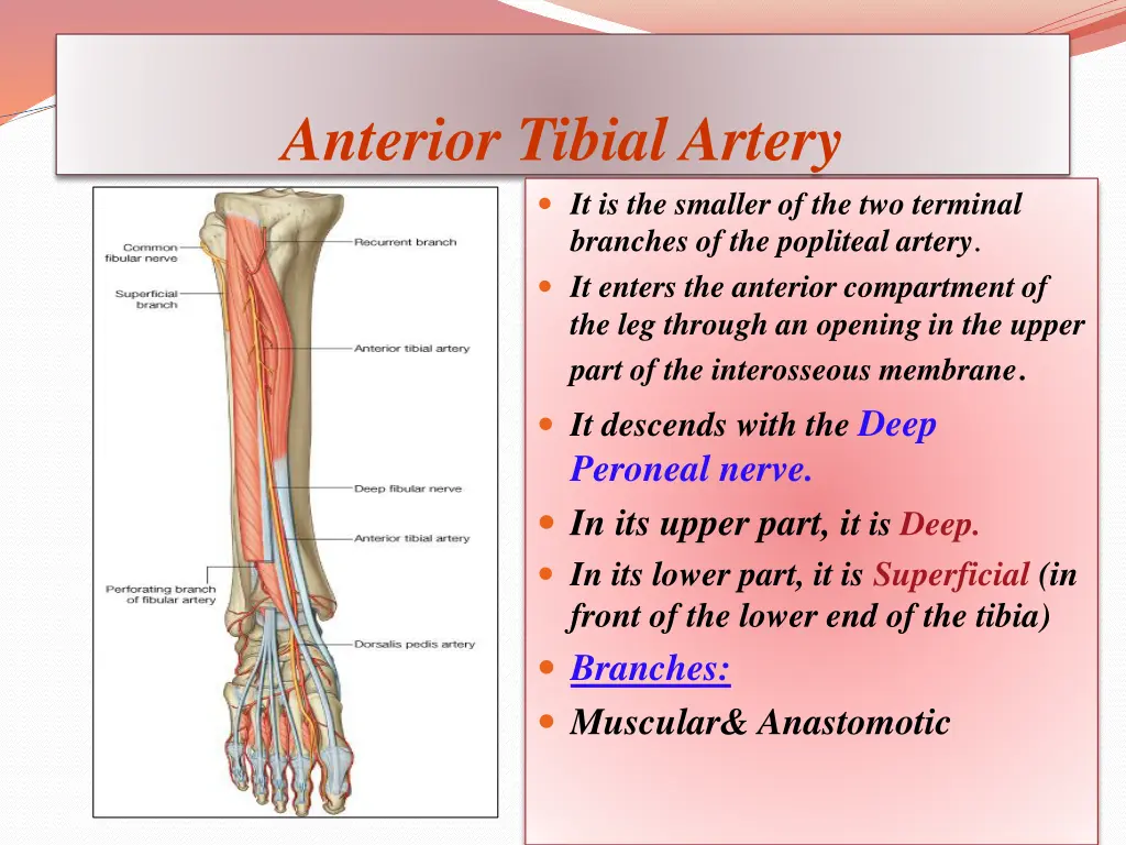 anterior tibial artery it is the smaller