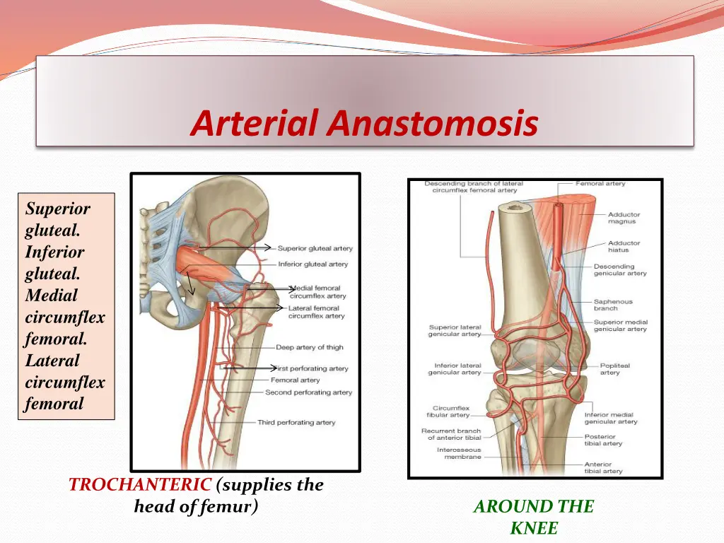 arterial anastomosis