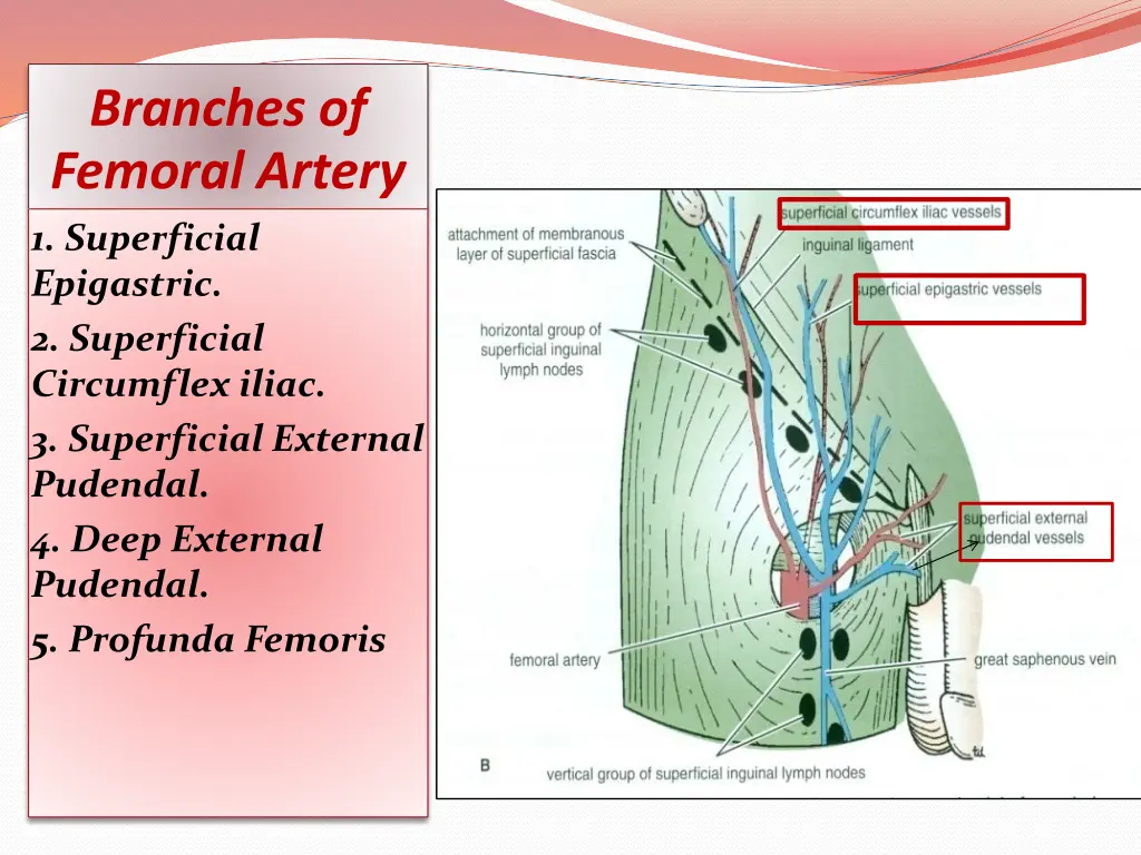 branches of femoral artery 1 superficial