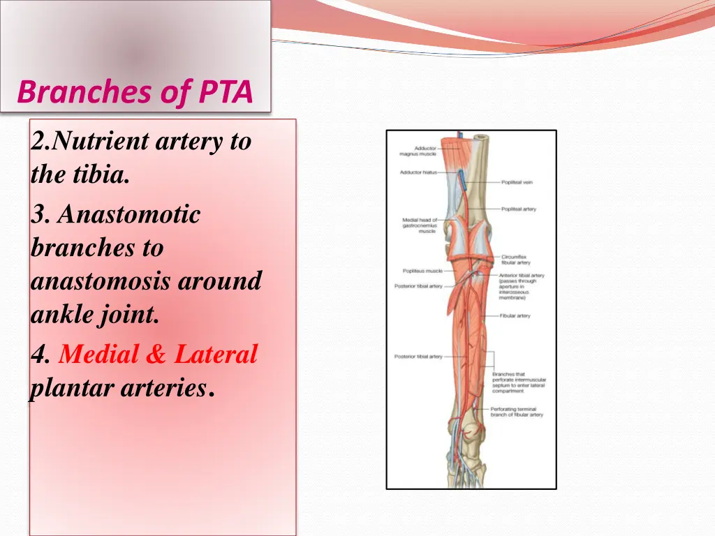 branches of pta 2 nutrient artery to the tibia