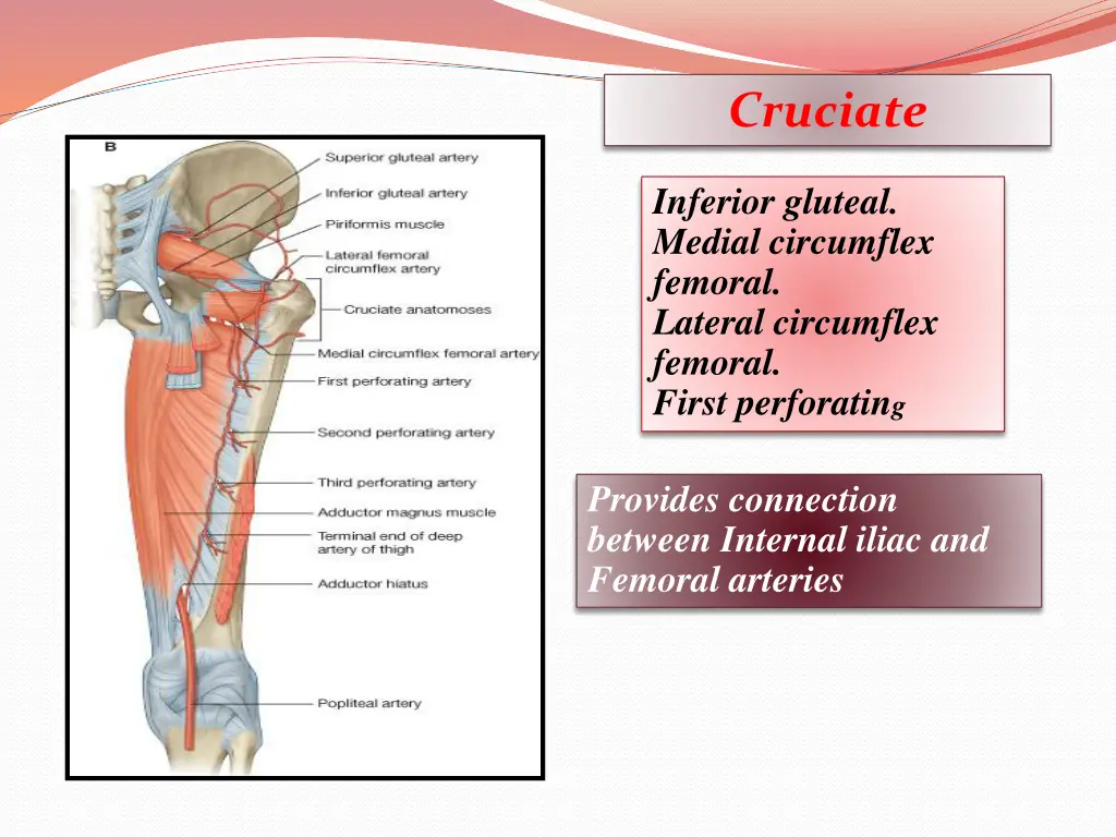 cruciate
