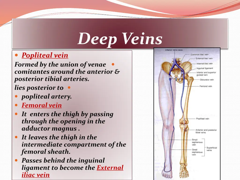 deep veins