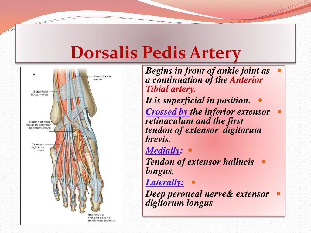 dorsalis pedis artery begins in front of ankle