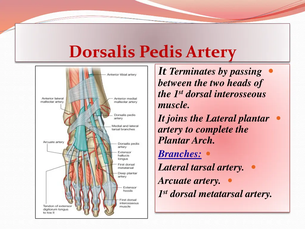 dorsalis pedis artery
